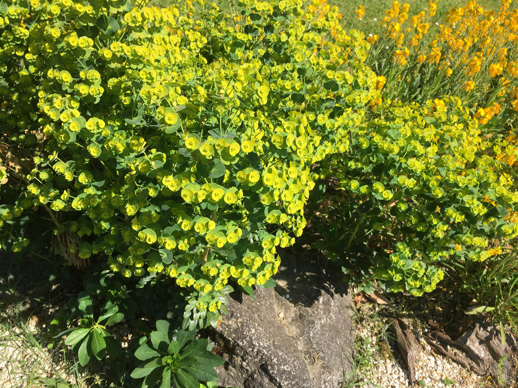 Euphorbia amygdaloides ssp robbiae